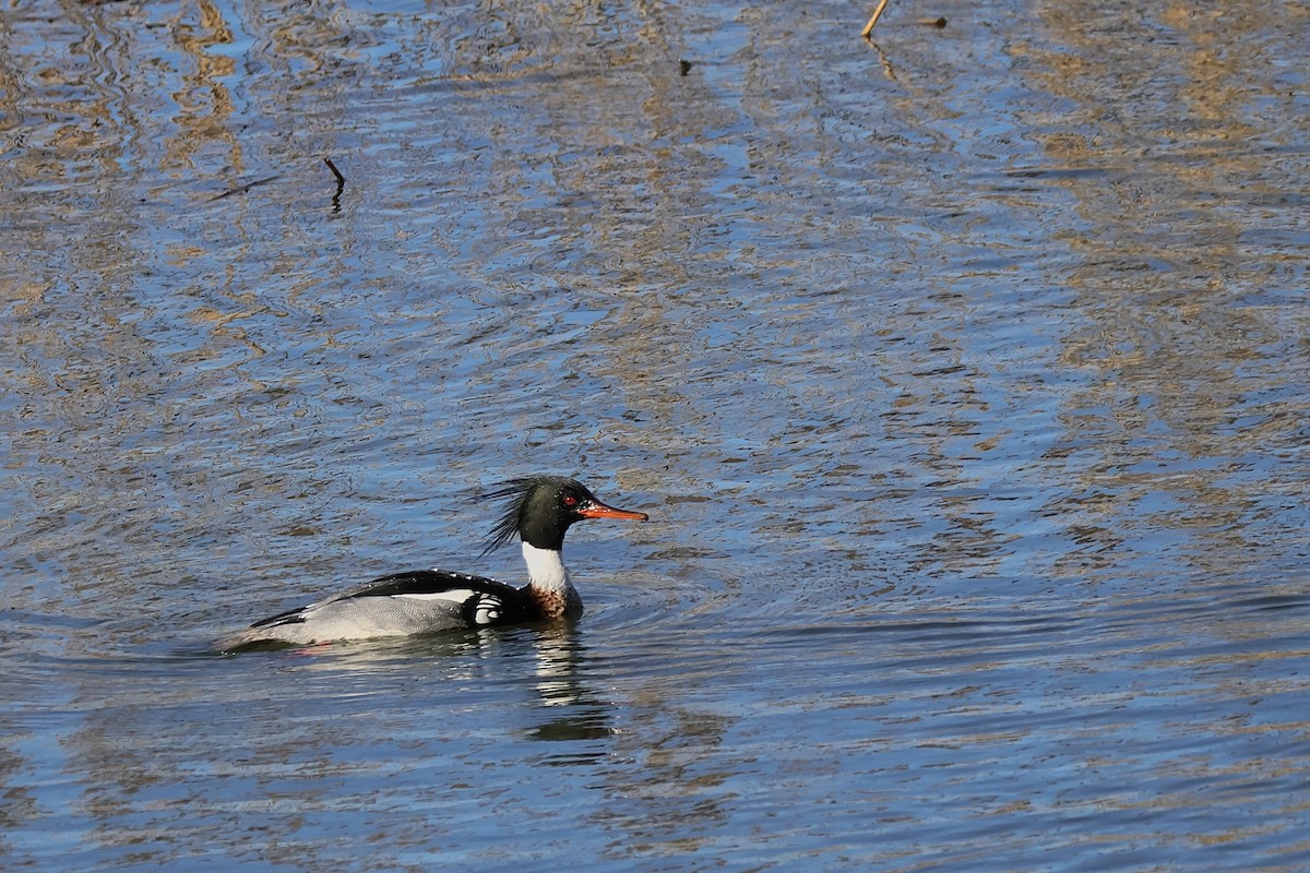 Red-breasted Merganser - ML615986068