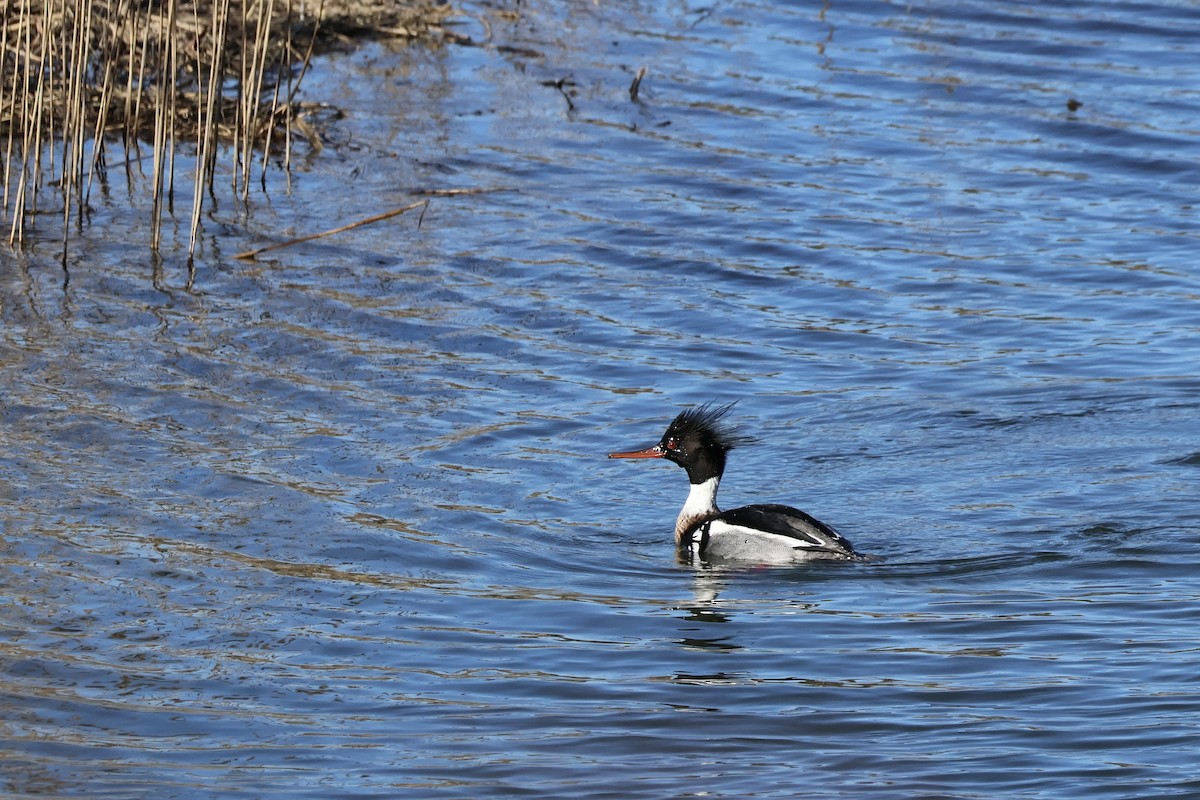 Red-breasted Merganser - ML615986069