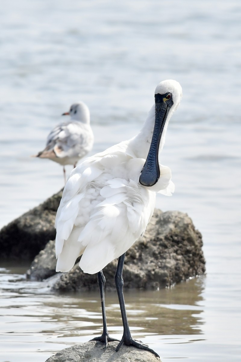 Black-faced Spoonbill - ML615986072