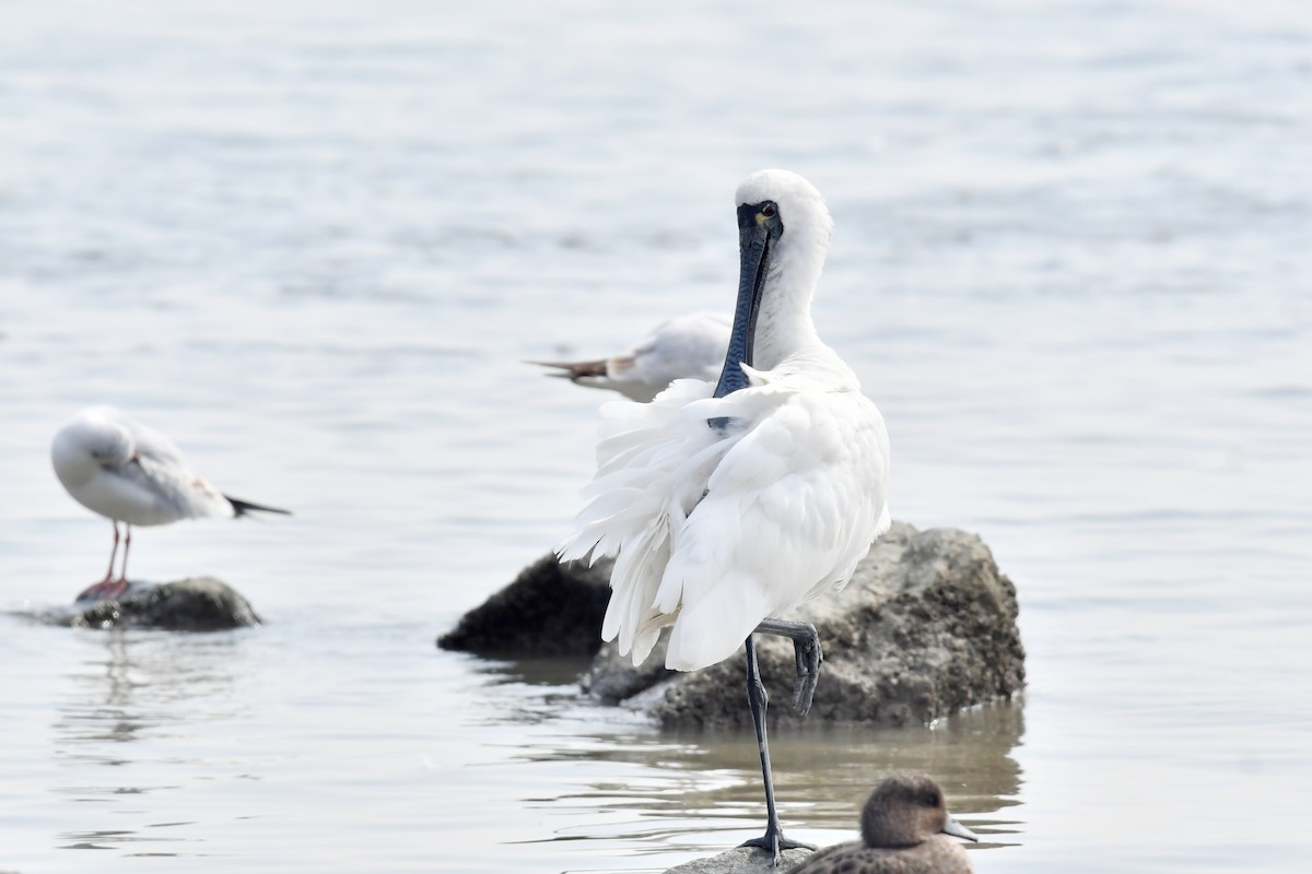 Black-faced Spoonbill - Qin Huang