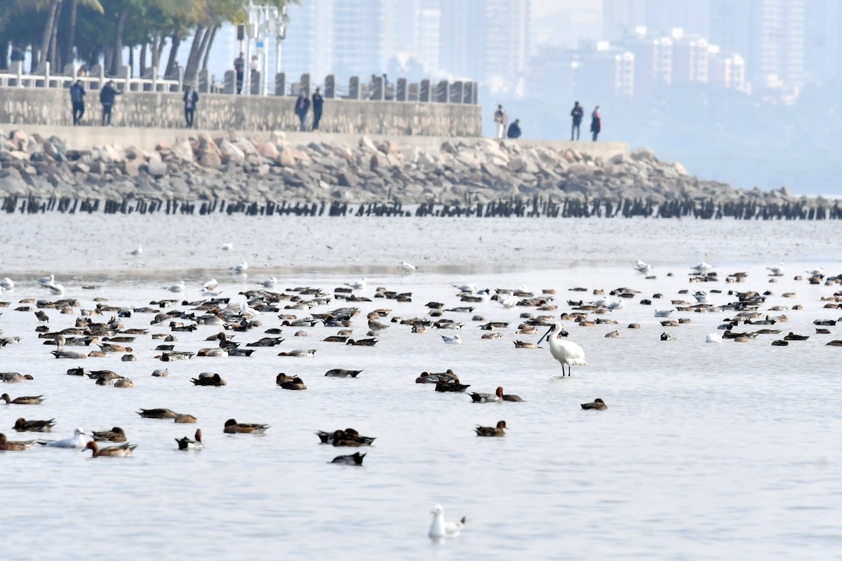 Black-faced Spoonbill - Qin Huang