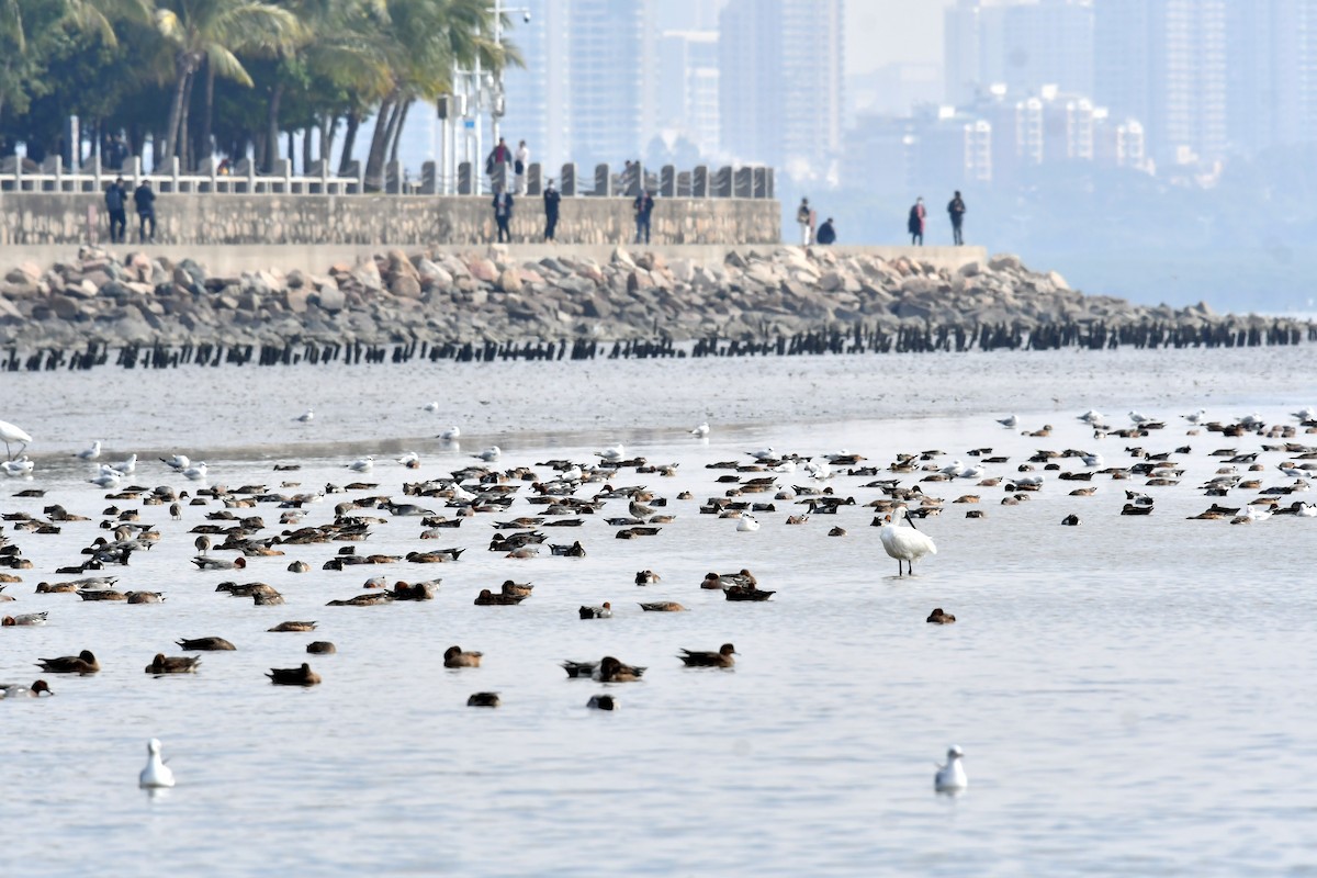 Black-faced Spoonbill - Qin Huang