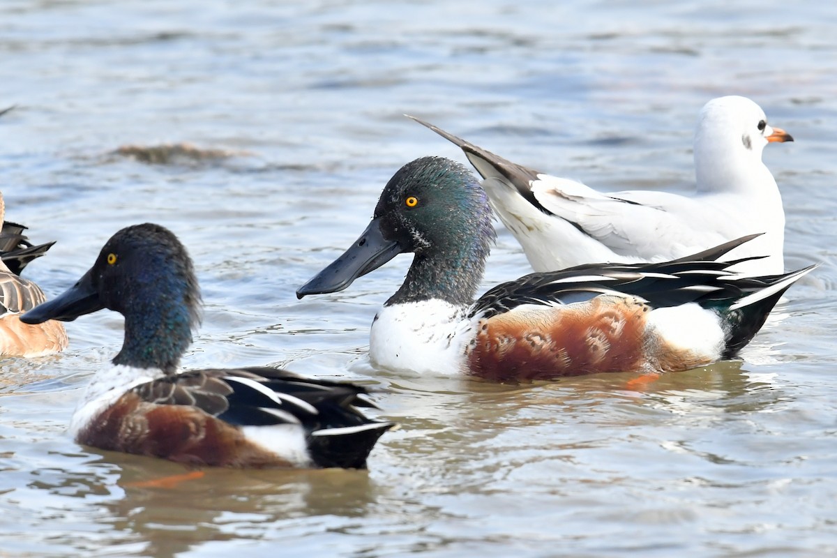 Northern Shoveler - ML615986080