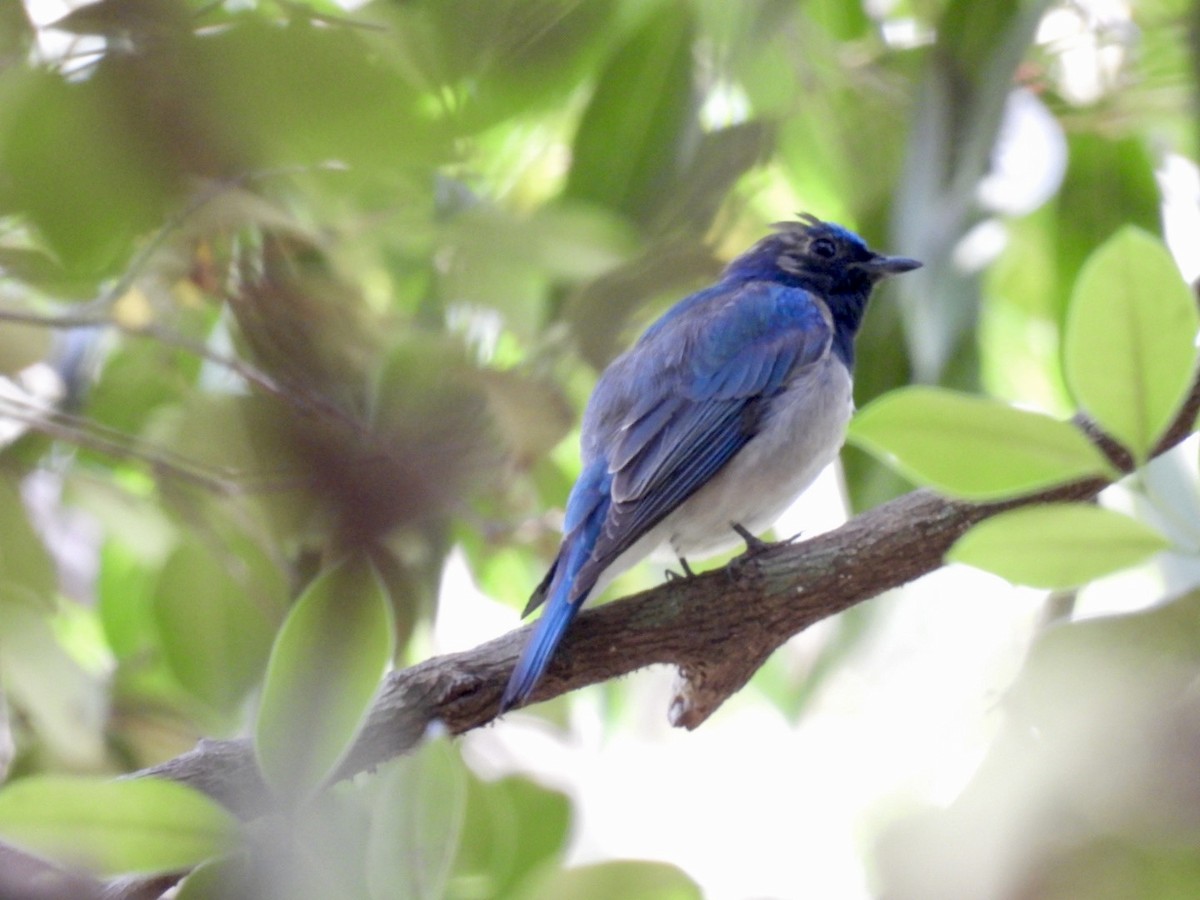 Blue-and-white Flycatcher - Sumedh Jog