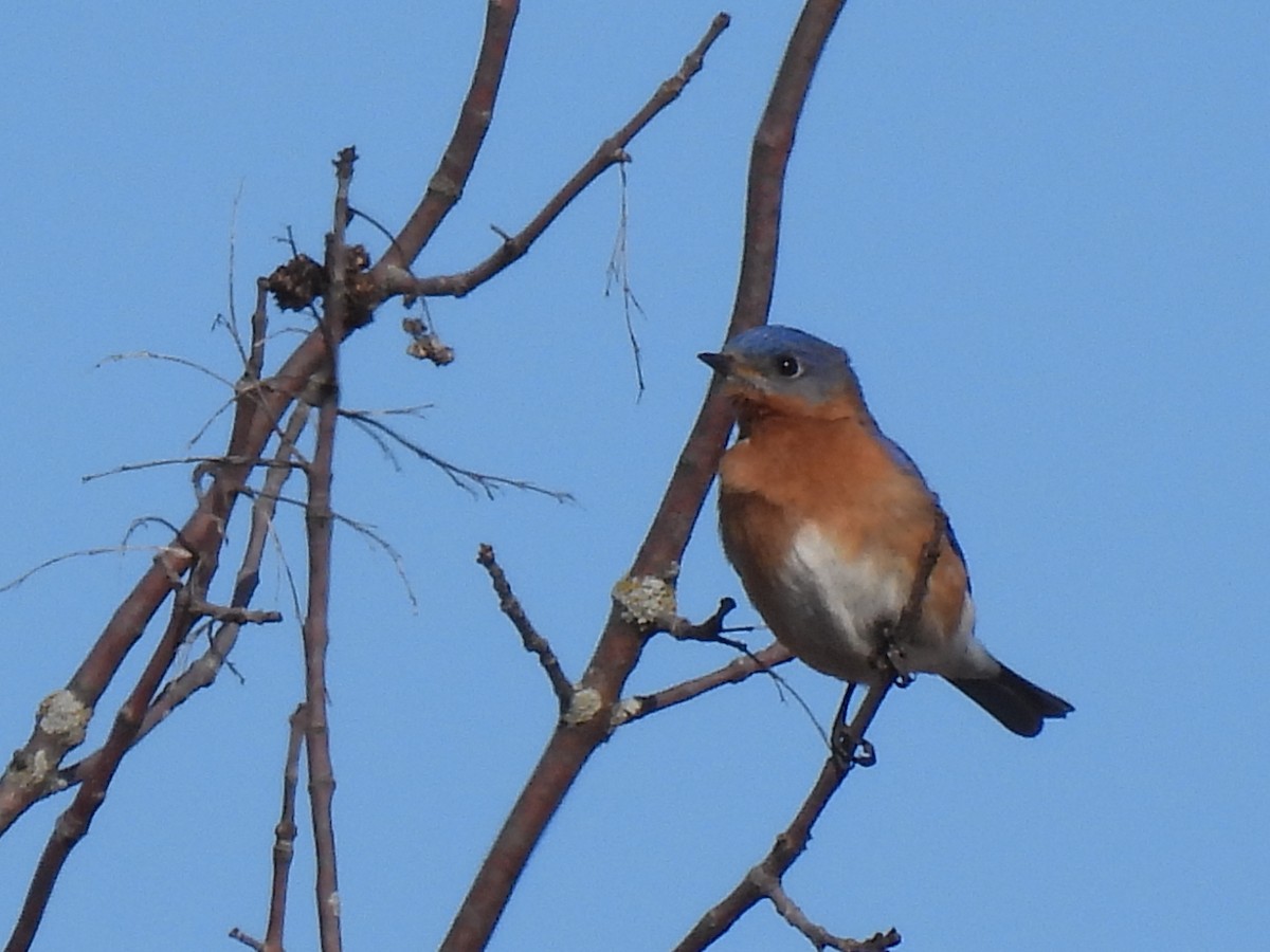 Eastern Bluebird - Heather Gray Toner