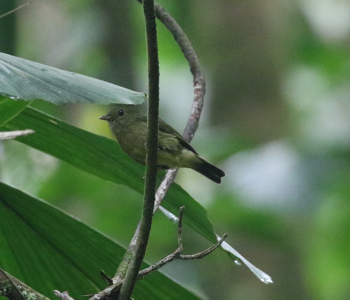 Green Manakin - Andrew Vallely