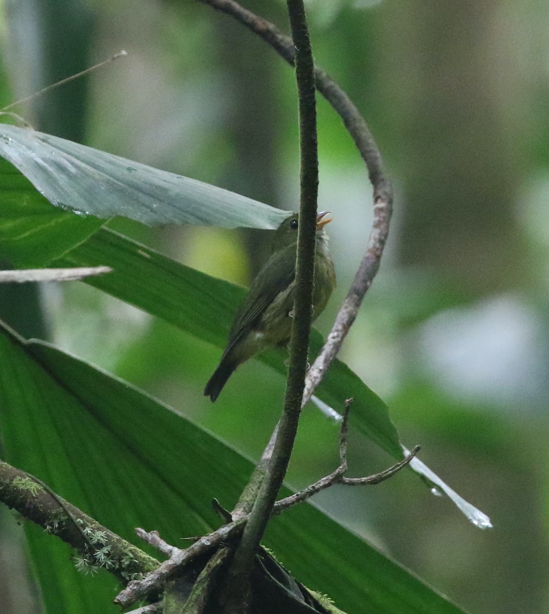 Green Manakin - ML615986235