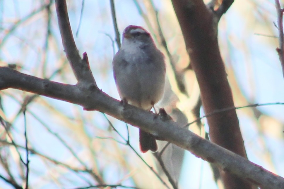 Chipping Sparrow - ML615986258
