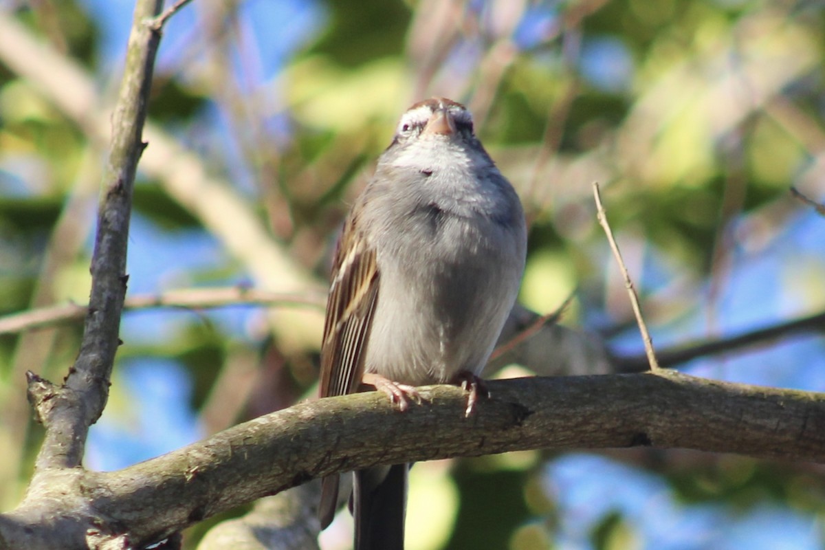 Chipping Sparrow - ML615986259