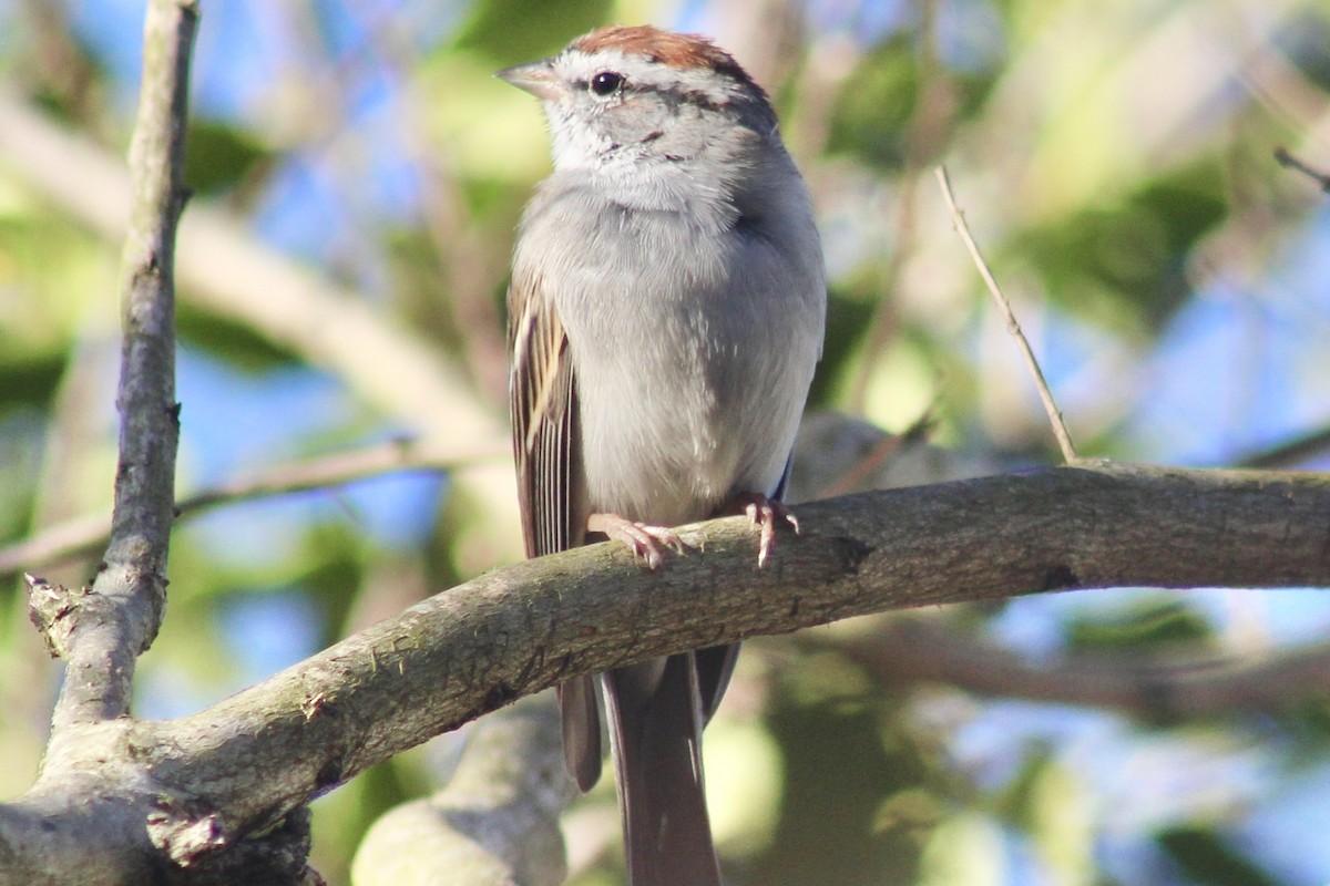Chipping Sparrow - ML615986261