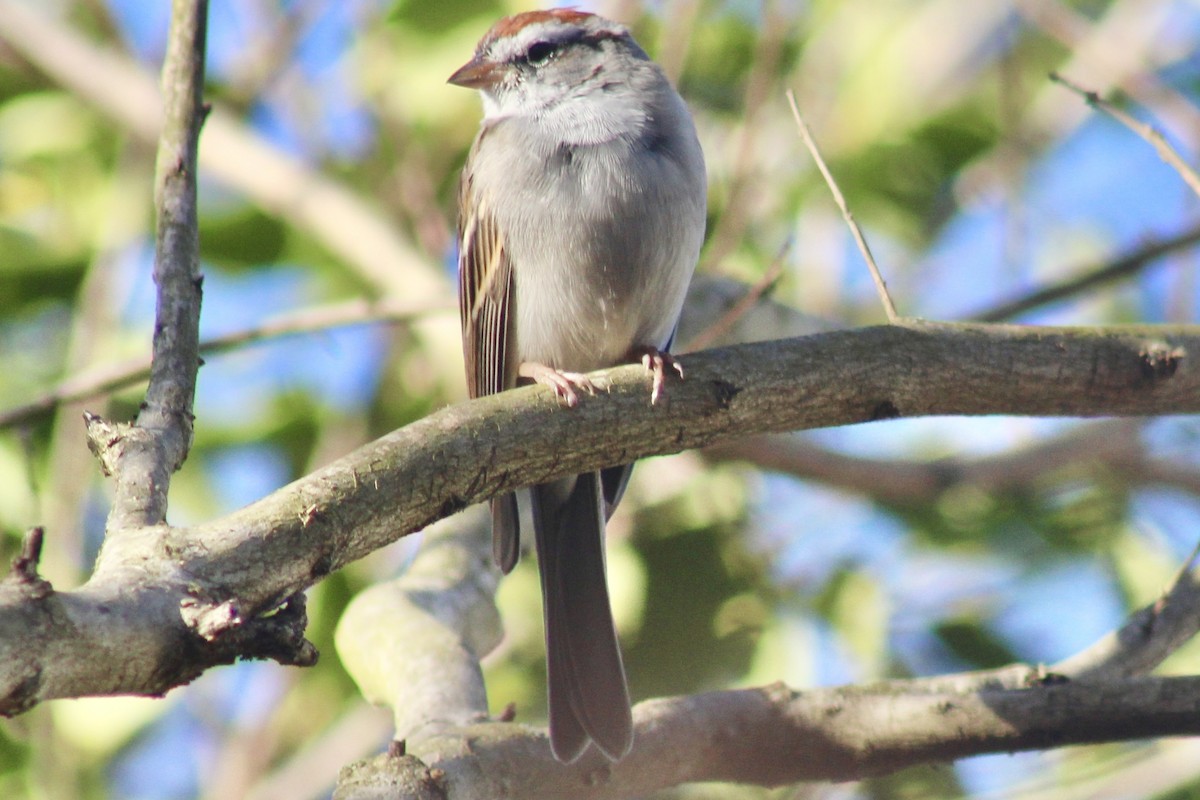 Chipping Sparrow - ML615986262