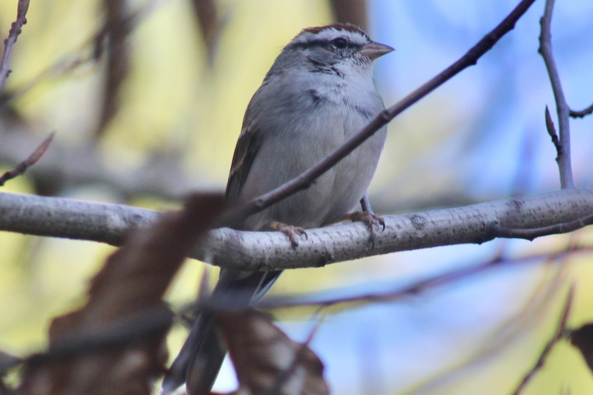 Chipping Sparrow - ML615986263