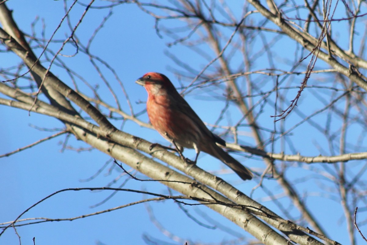 House Finch - ML615986267