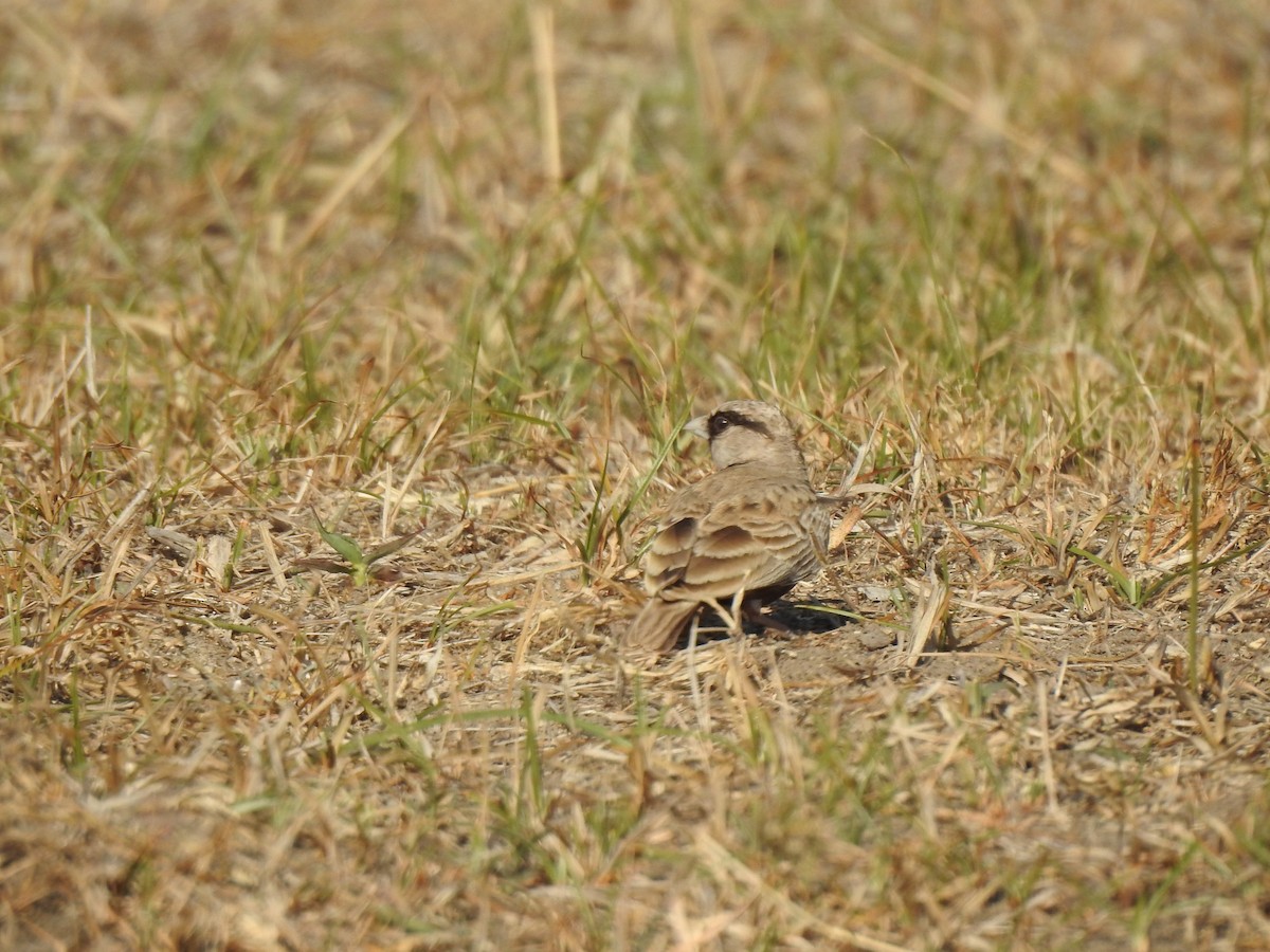 Ashy-crowned Sparrow-Lark - ML615986268