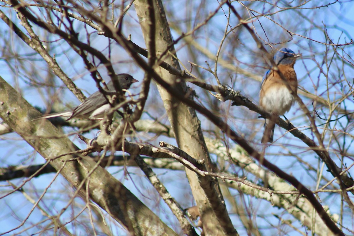 Dark-eyed Junco - ML615986272