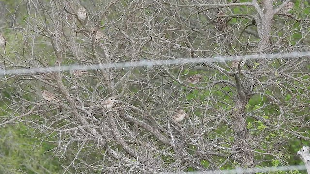 Vesper Sparrow - ML615986273