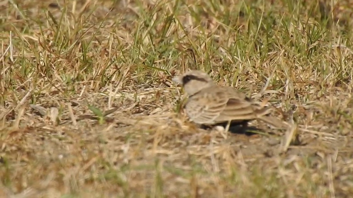 Ashy-crowned Sparrow-Lark - ML615986280