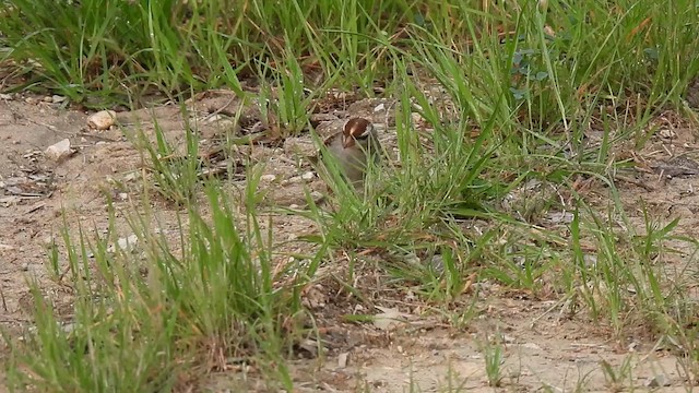 Bruant à couronne blanche - ML615986302