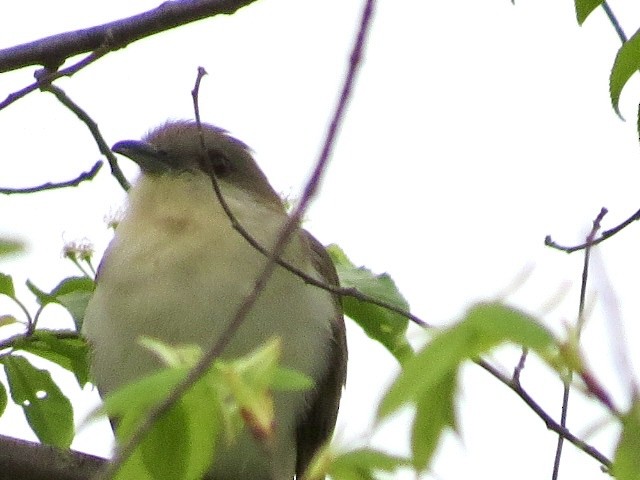 Black-billed Cuckoo - ML615986541