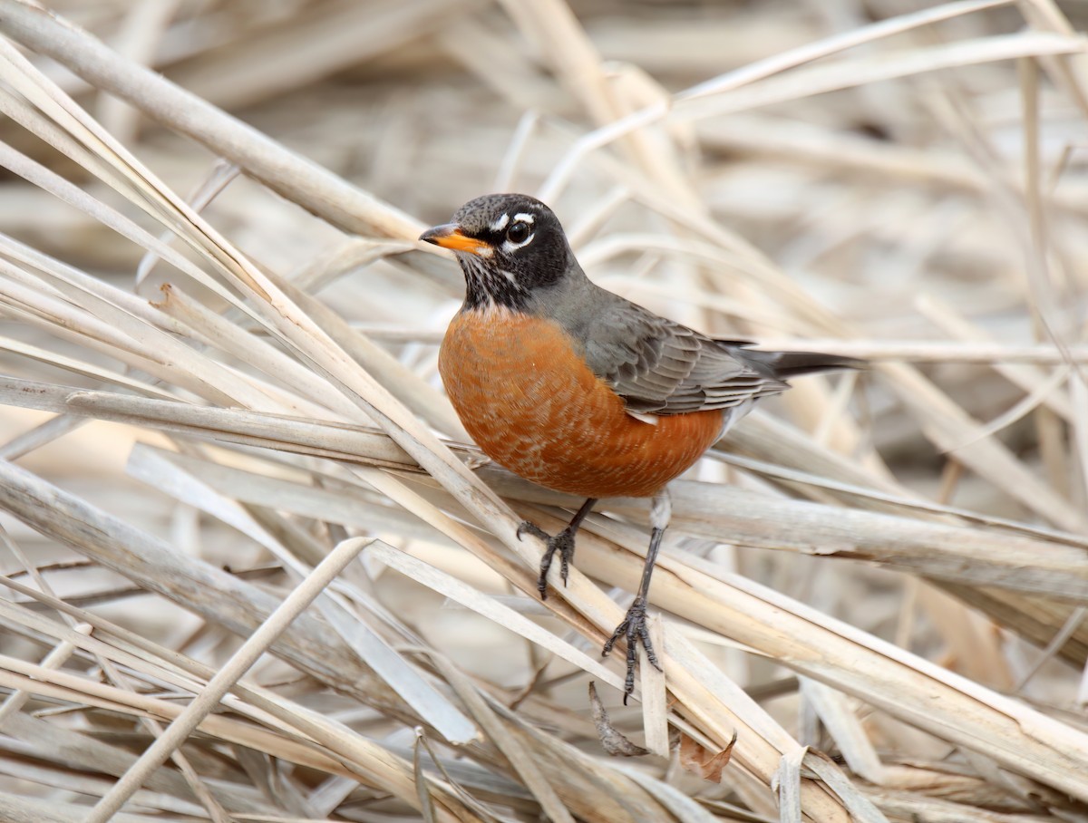 American Robin - ML615986592