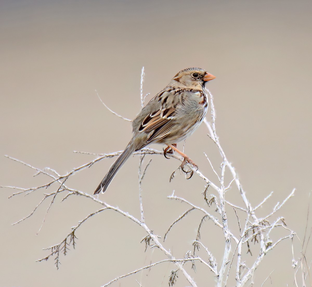 Harris's Sparrow - ML615986600