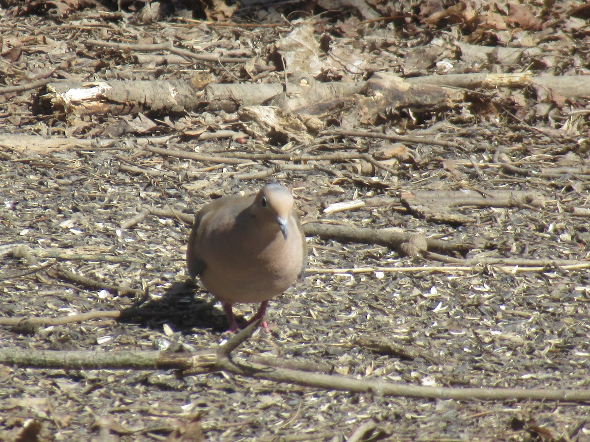 Mourning Dove - ML615986613