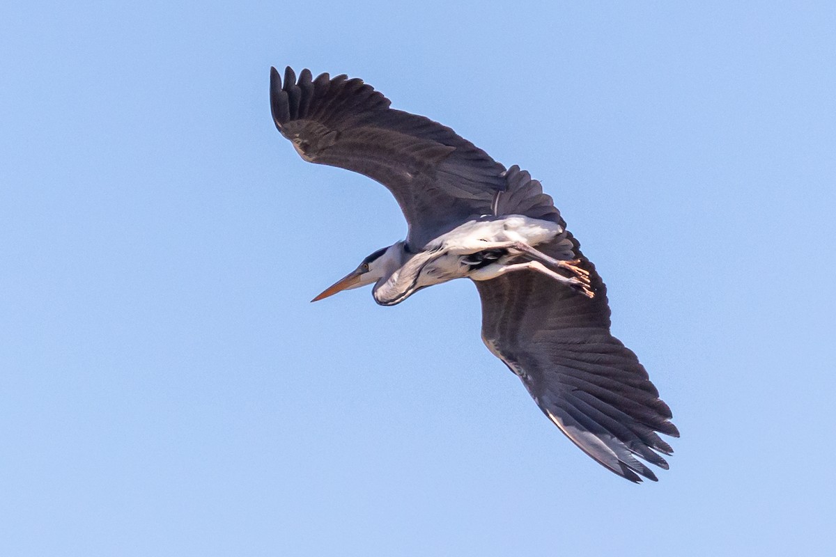 Gray Heron - Antonio M Abella