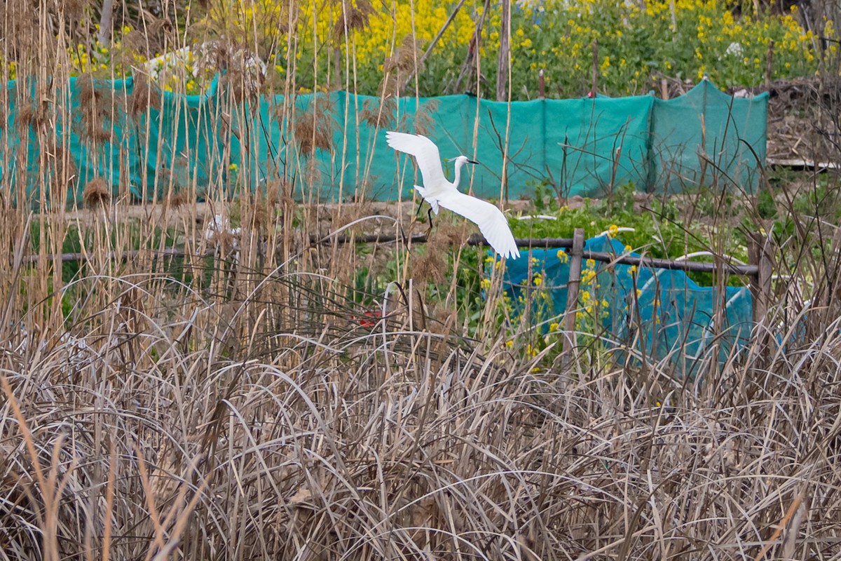 Little Egret - ML615986666