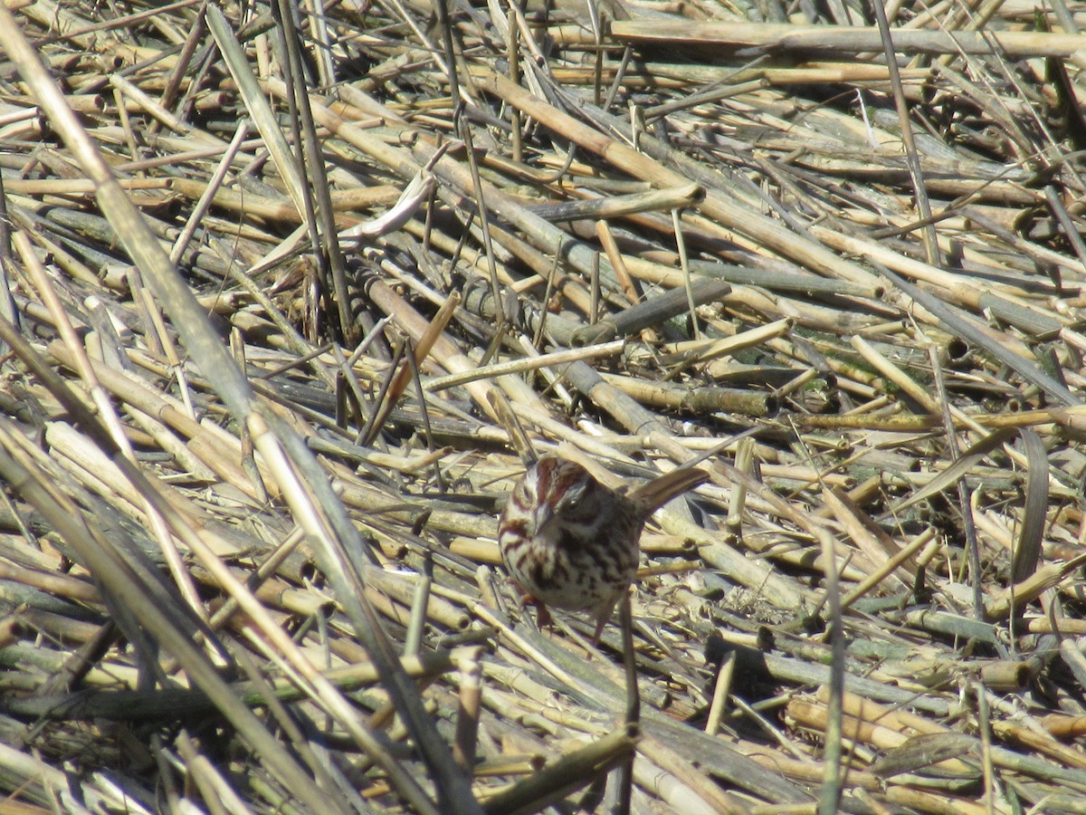 Song Sparrow - ML615986700