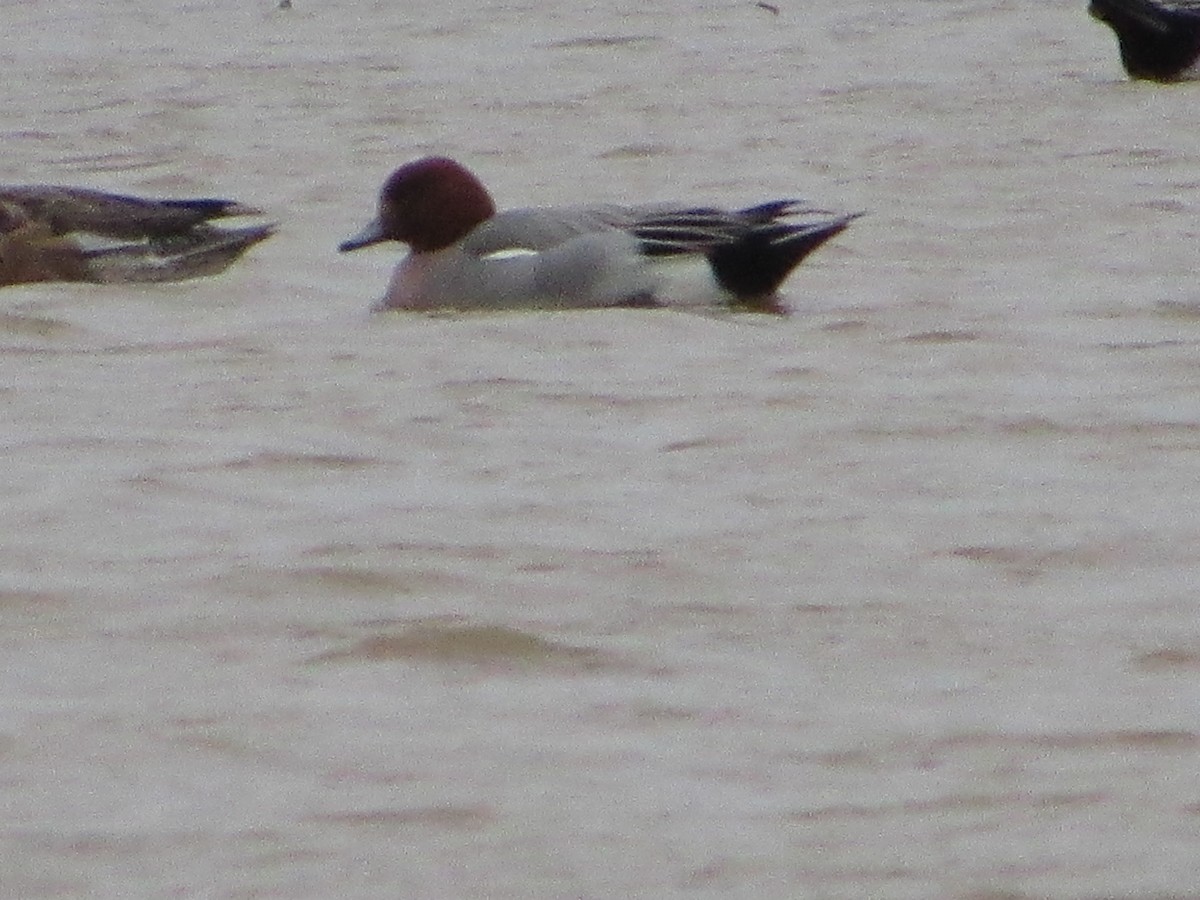 Eurasian Wigeon - ML615986705