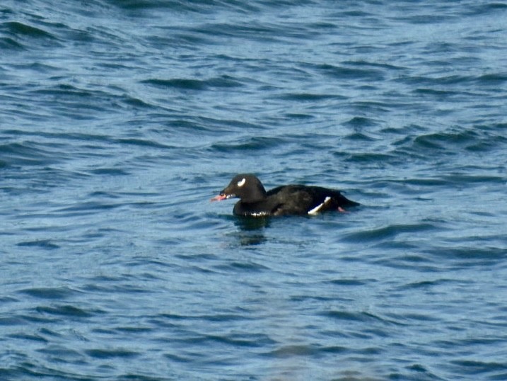 White-winged Scoter - ML615986757