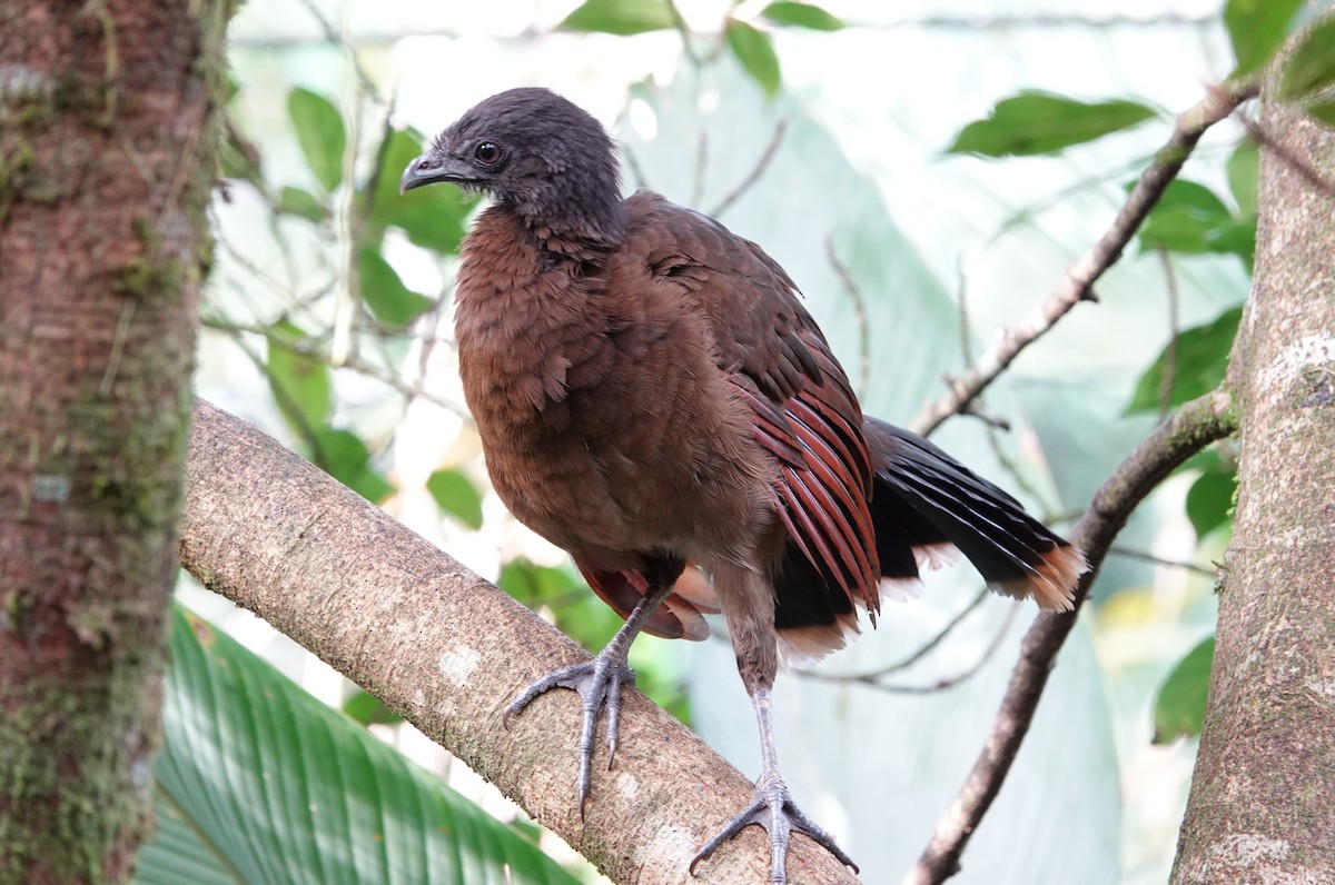 Gray-headed Chachalaca - ML615986779