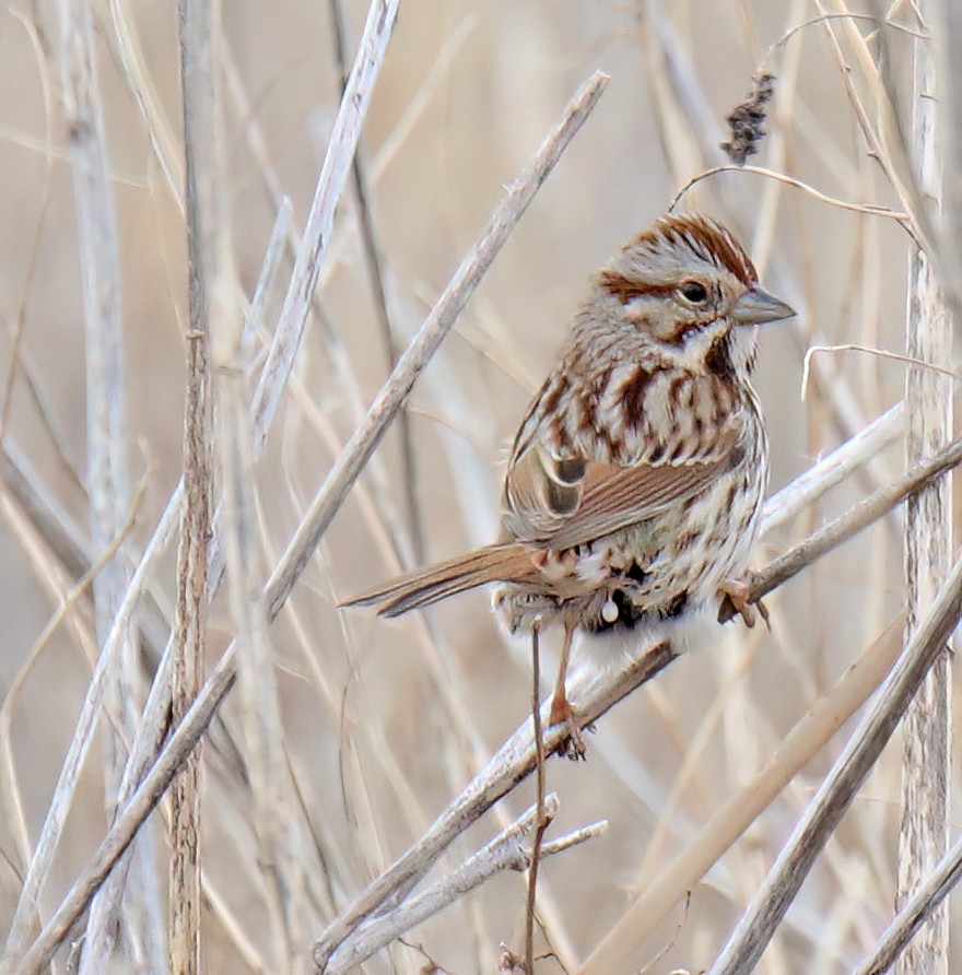 Song Sparrow - ML615986810