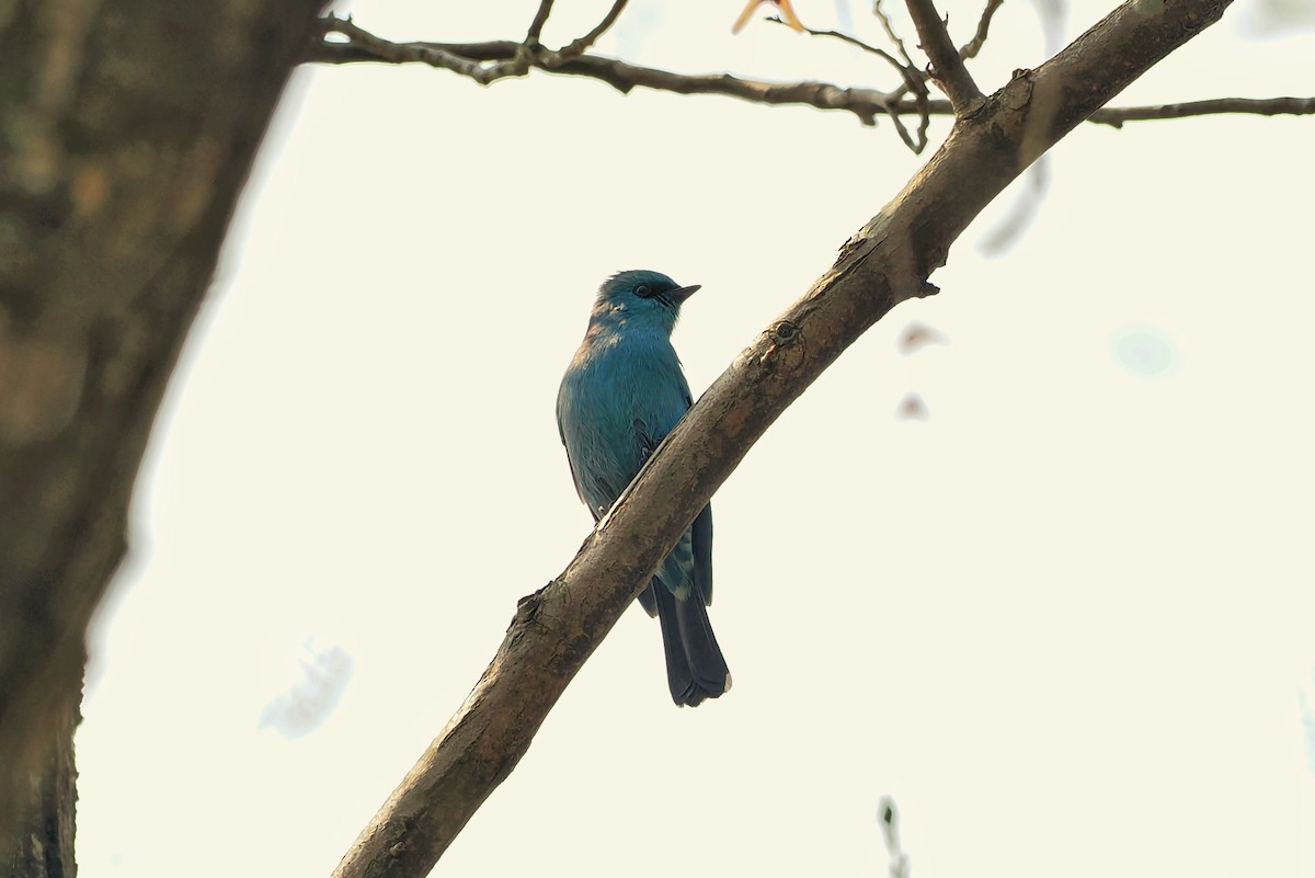 Verditer Flycatcher - Leijun Zhuang