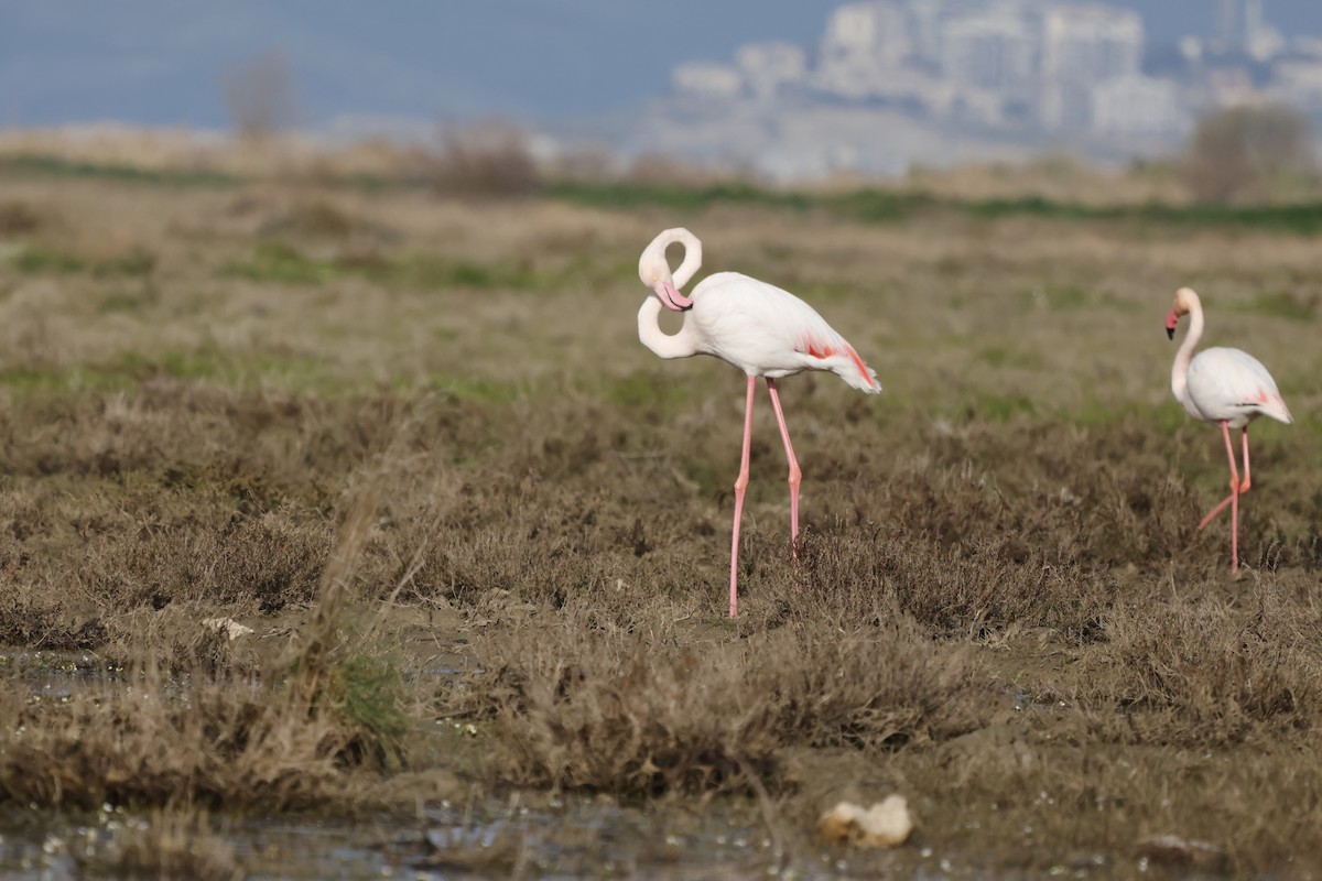 Greater Flamingo - ML615986919