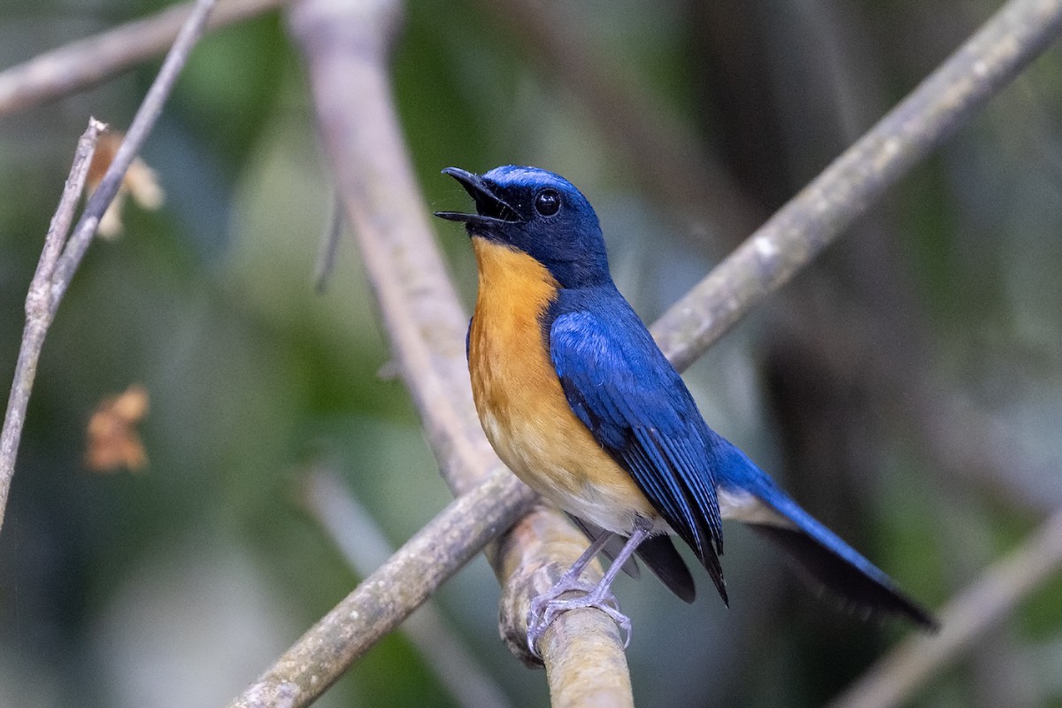 Hill Blue Flycatcher - ML615986928