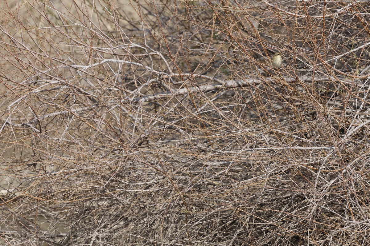 Common Chiffchaff - ML615986936