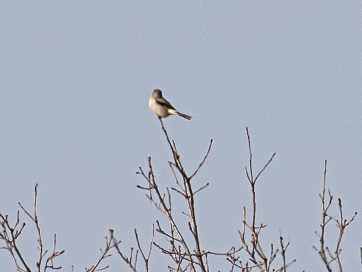 Northern Shrike - Wade & Melissa Rowley