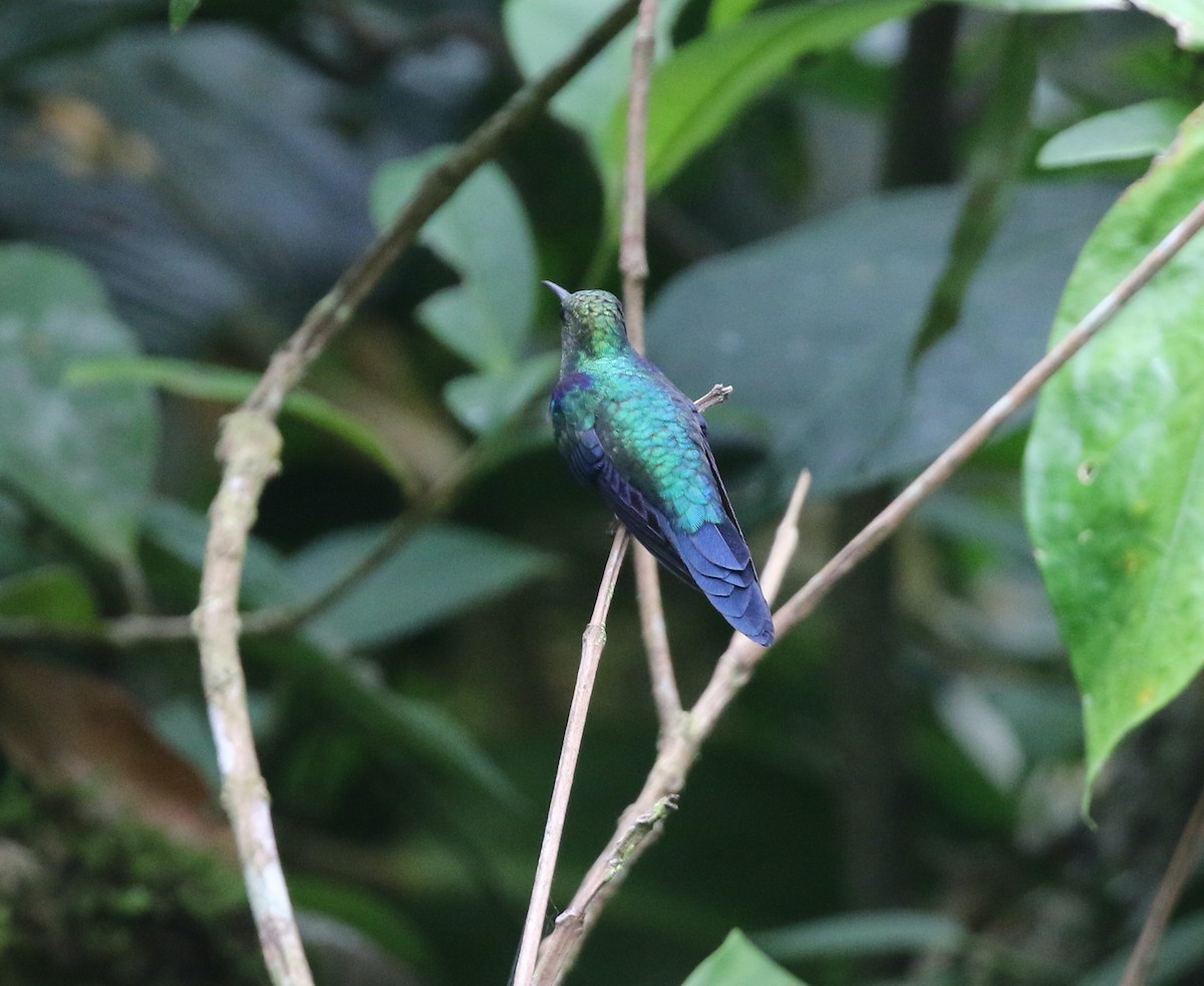 kolibřík nymfový - ML615986952