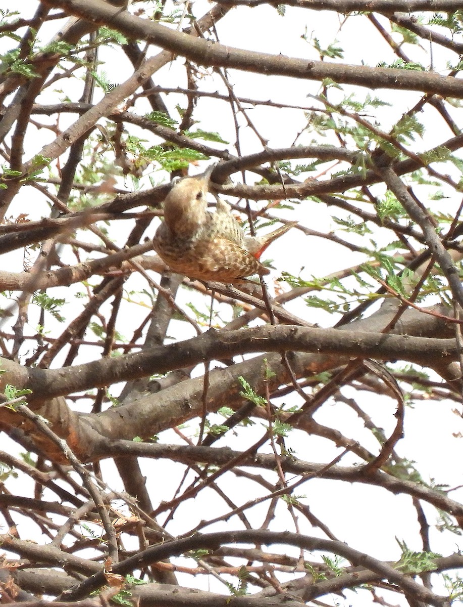 Little Gray Woodpecker - ML615986987