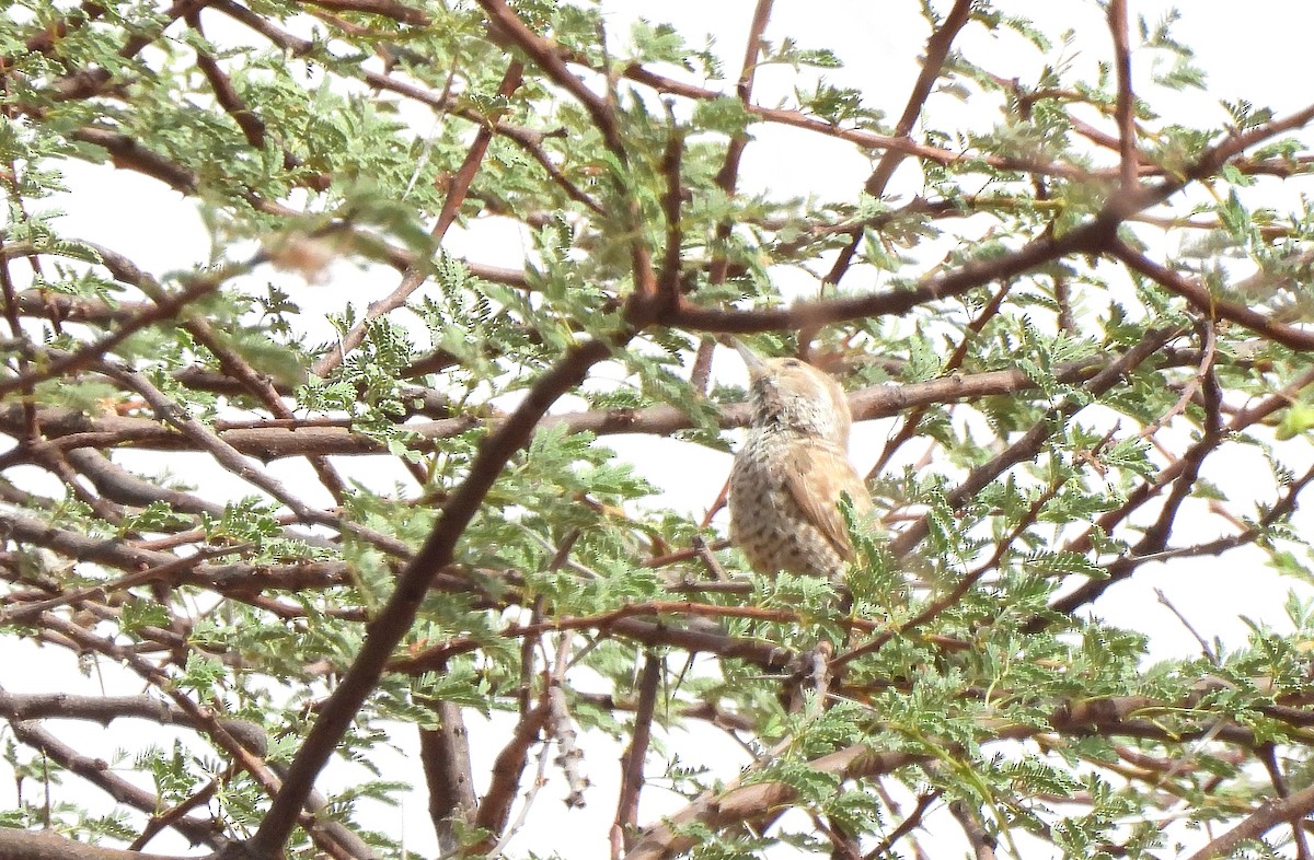 Little Gray Woodpecker - ML615986992