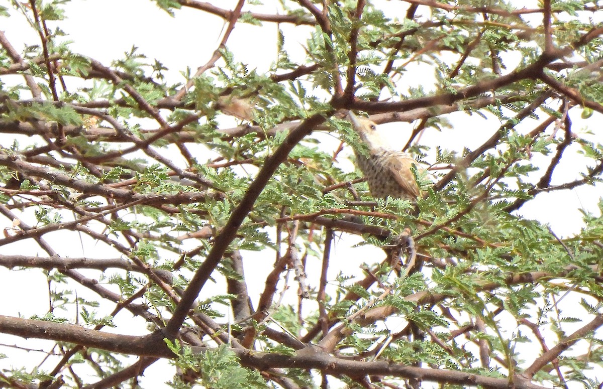 Little Gray Woodpecker - Carlos Alberto Ramírez