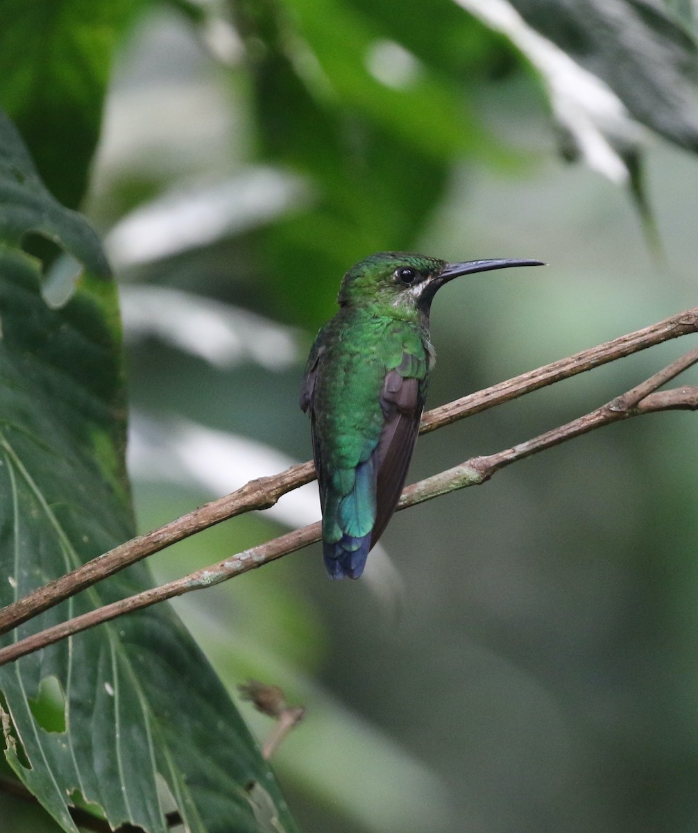 Black-throated Brilliant - ML615986996