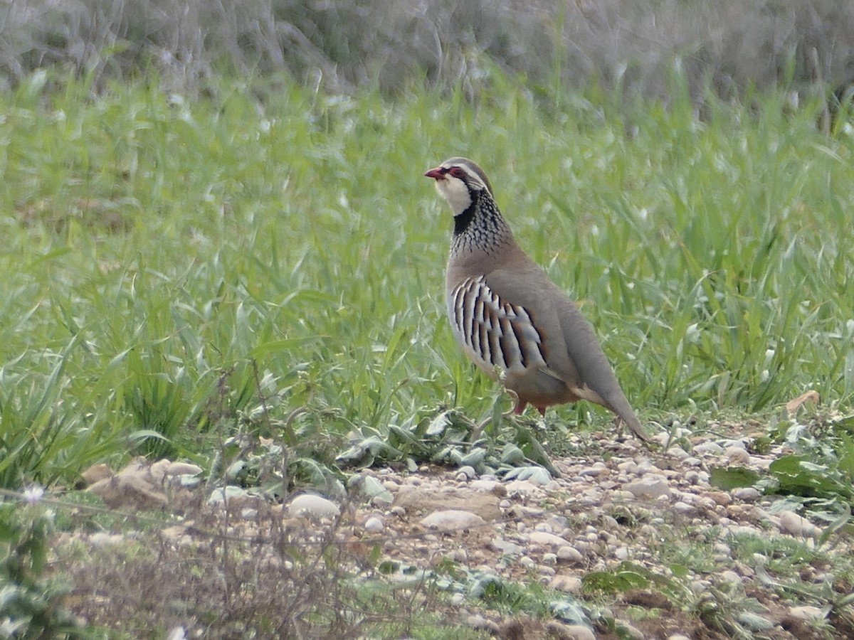 Red-legged Partridge - ML615987011