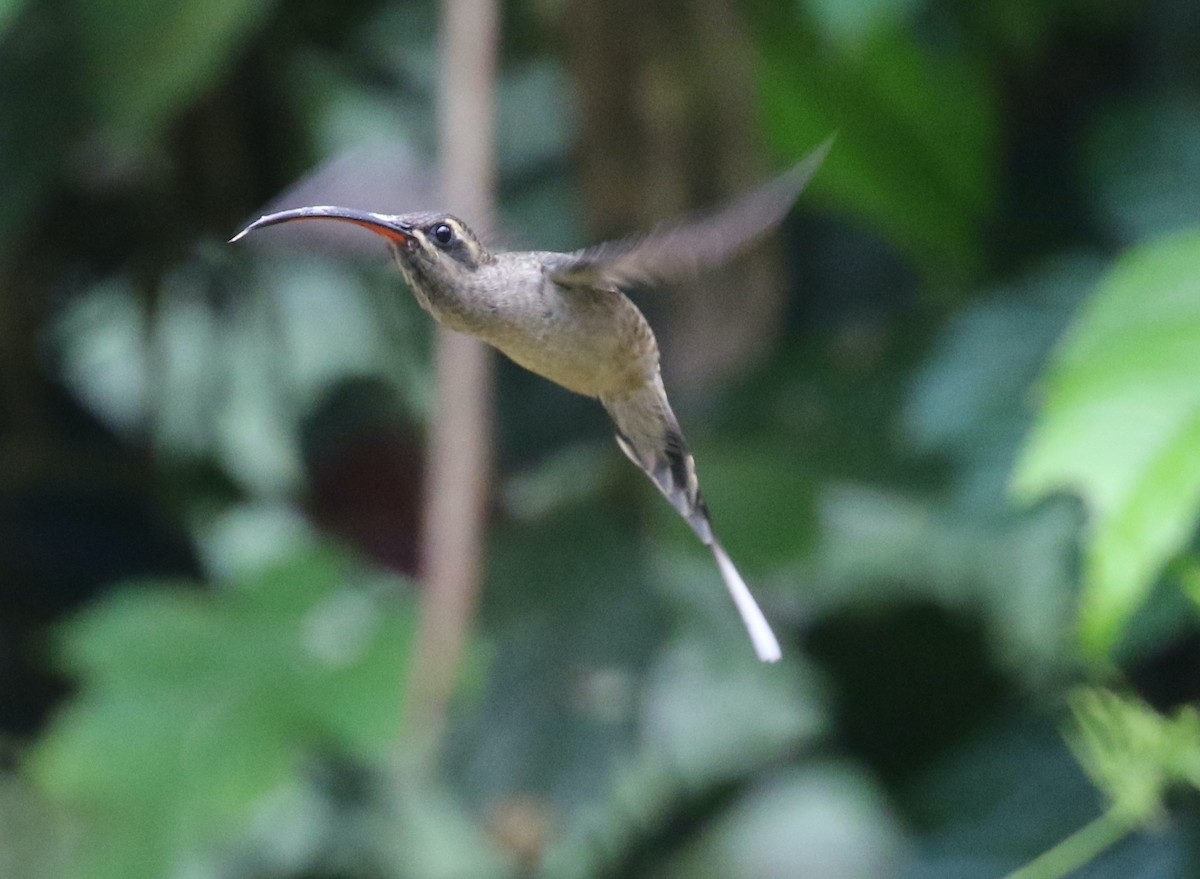 Great-billed Hermit - ML615987087