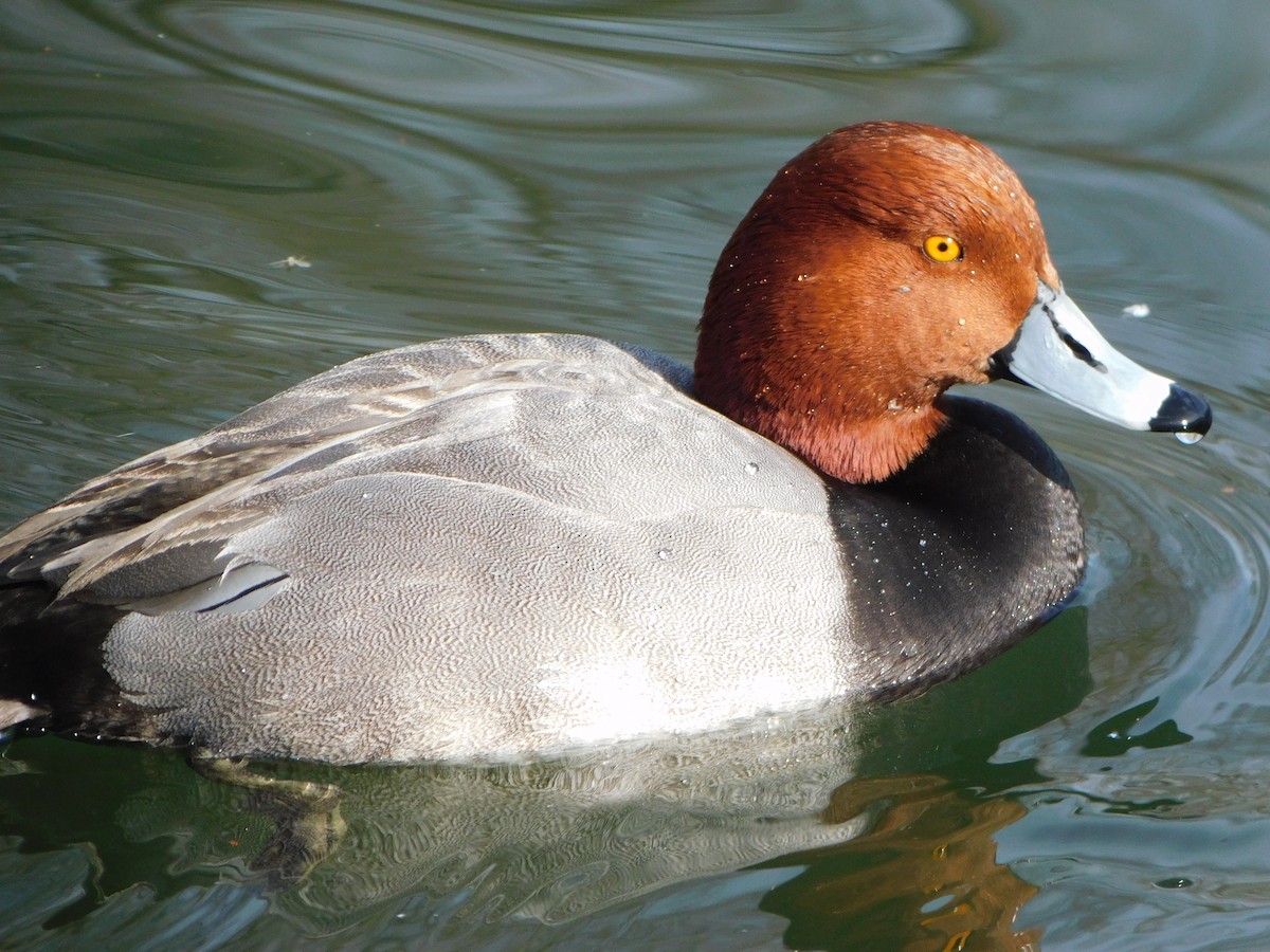 Redhead - ML615987089