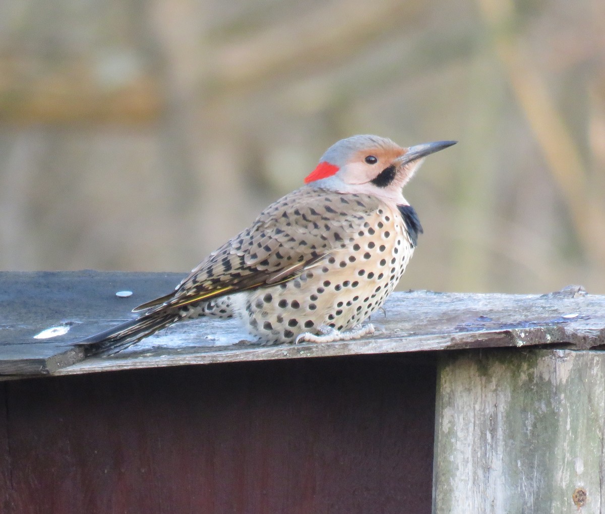 Northern Flicker - ML615987151