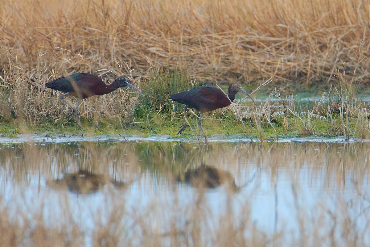 Glossy Ibis - ML615987265