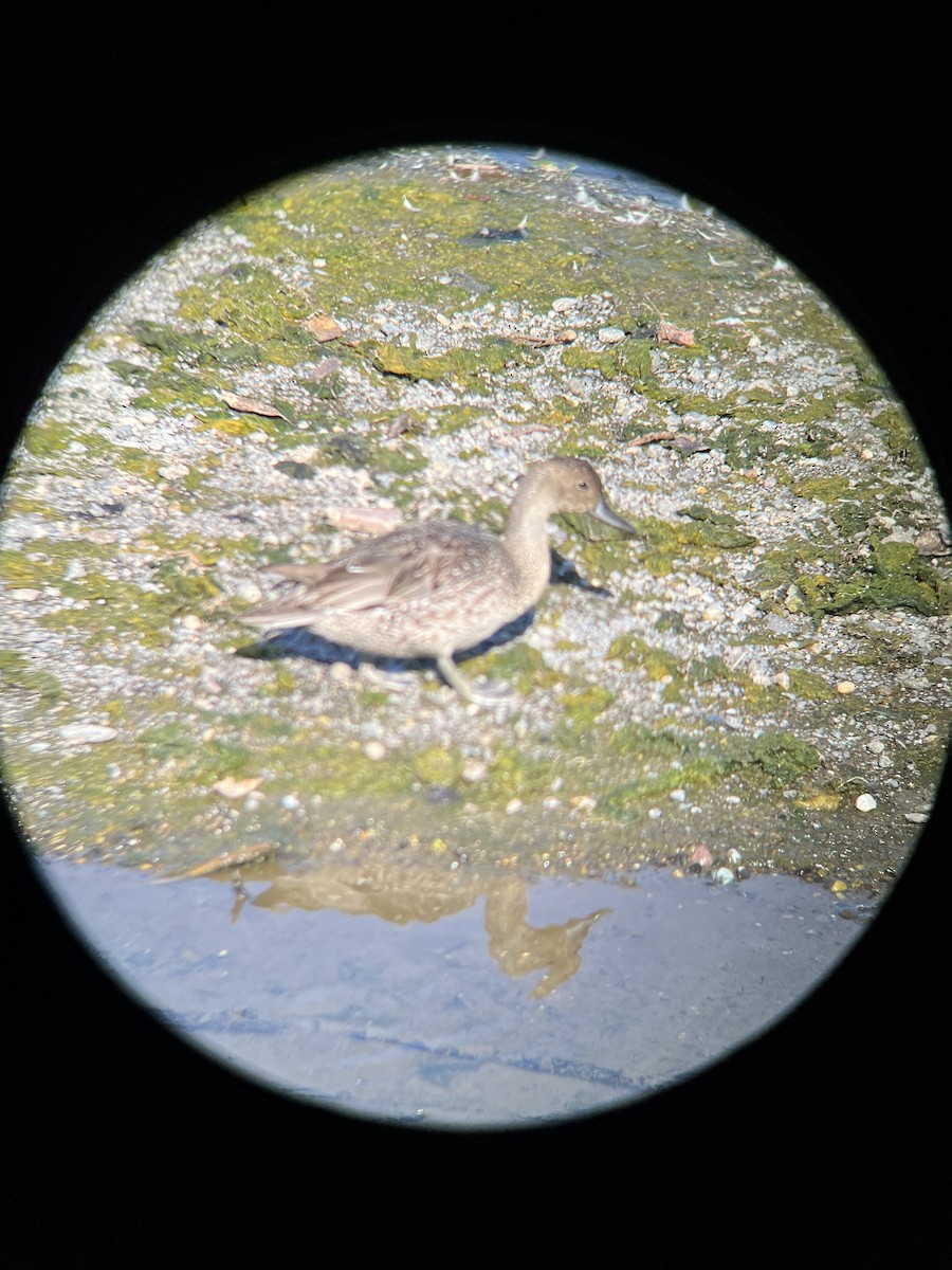 Northern Pintail - ML615987338