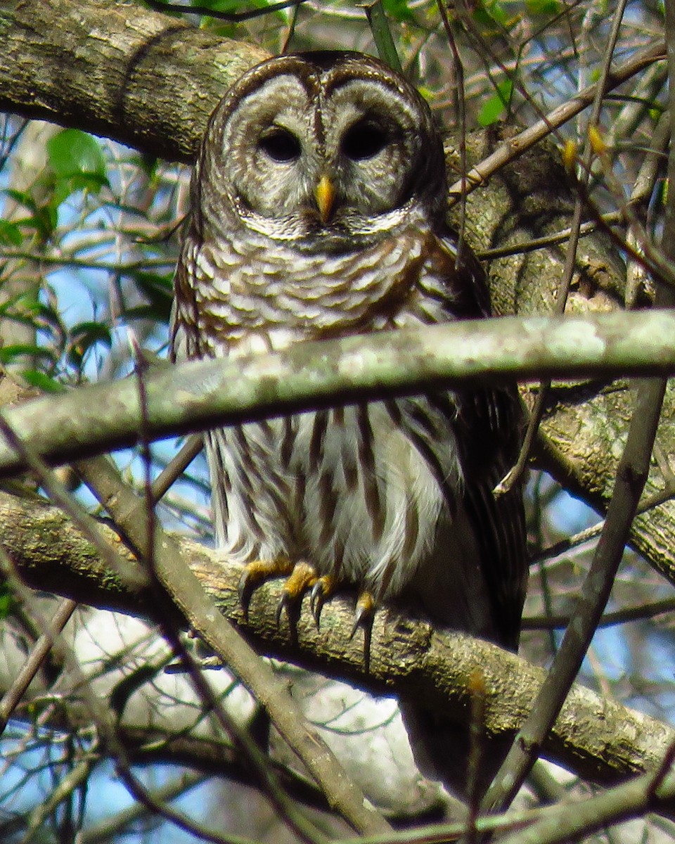 Barred Owl - ML615987380